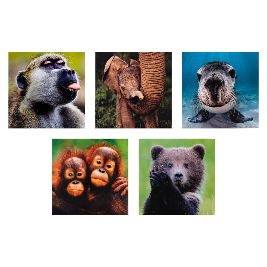 Greeting Cards Multipack - Pack of 10 in 5 National Geographic Animal Designs