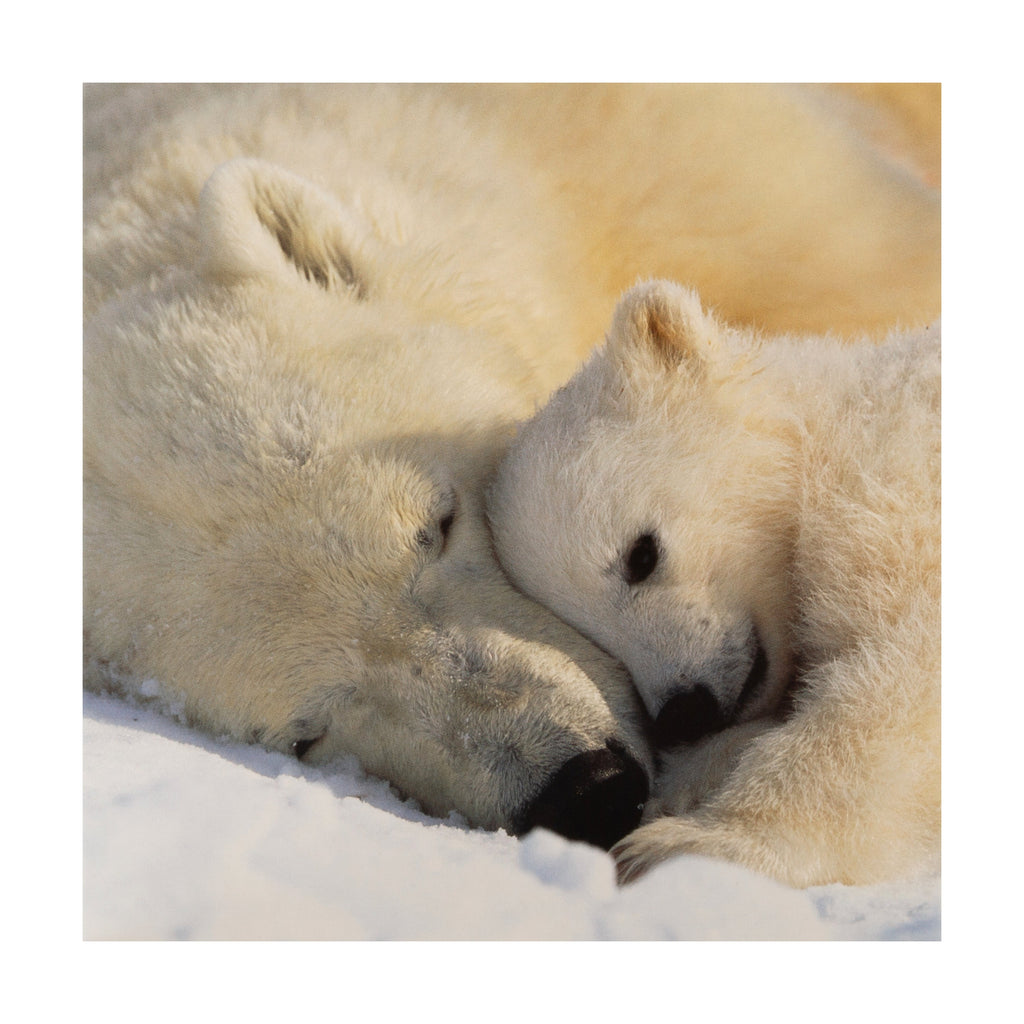 National Geographic Christmas Card - Cute Polar Bear Photography Design 