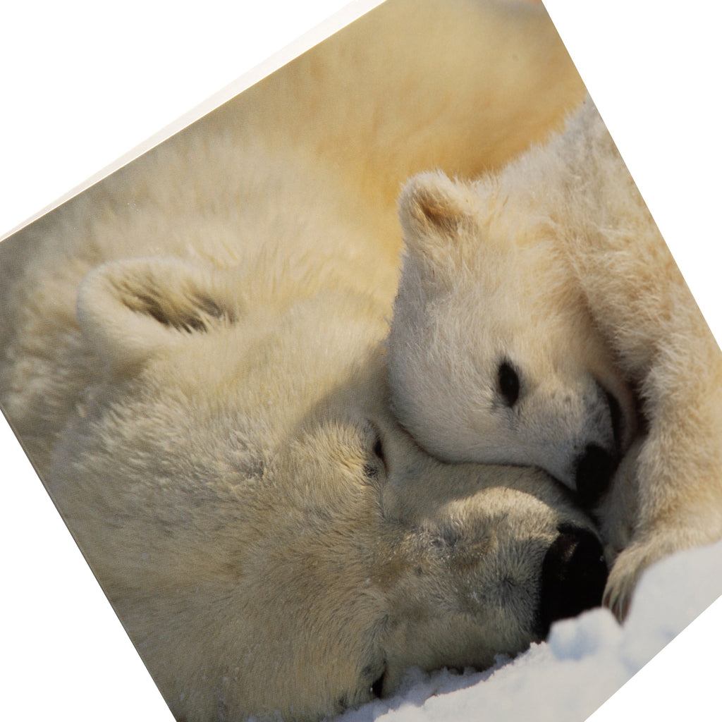 National Geographic Christmas Card - Cute Polar Bear Photography Design 