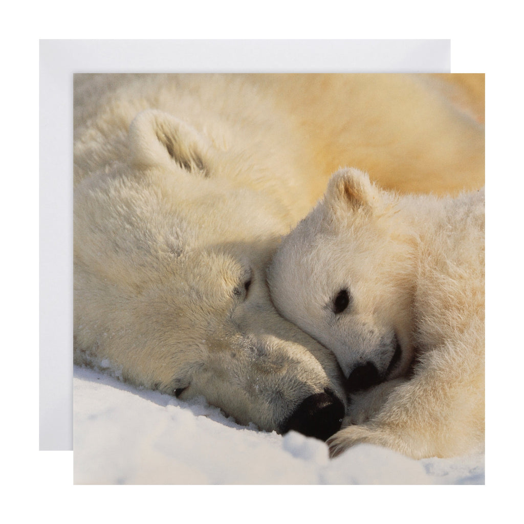 National Geographic Christmas Card - Cute Polar Bear Photography Design 