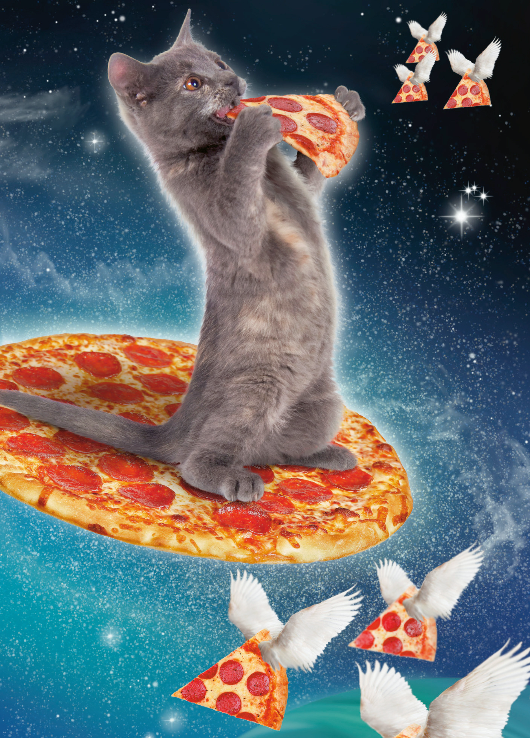 kitten pizza